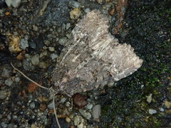 Mesapamea concinnata