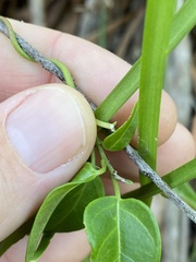 Leichhardtia fraseri