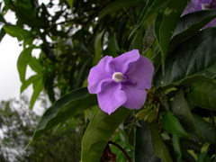 Brunfelsia pauciflora image