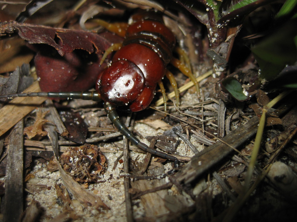 Caribbean Giant Centipede