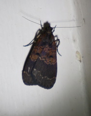 Hydrillodes funestalis