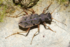Neocicindela parryi