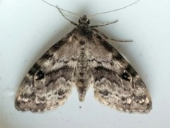 Melanomma auricinctaria