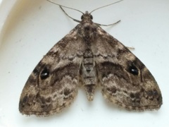 Melanomma auricinctaria