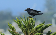 Corvus orru