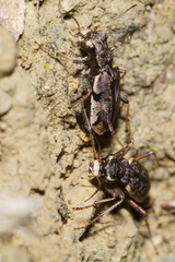 Neocicindela parryi