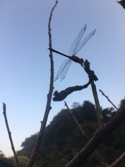 Trithemis festiva