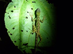 Anolis aequatorialis
