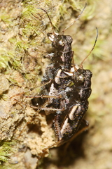 Neocicindela parryi