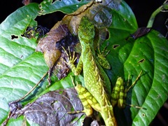 Anolis aequatorialis