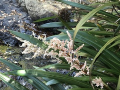 Helmholtzia glaberrima