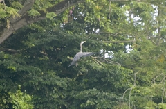 Ardea herodias