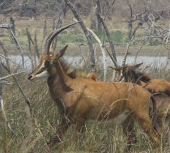 Hippotragus niger kirkii