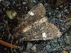 Melanchra persicariae