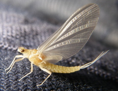 Ephemerella dorothea
