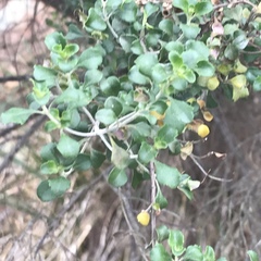 Prostanthera rotundifolia