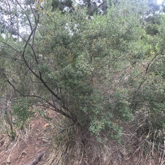 Prostanthera rotundifolia