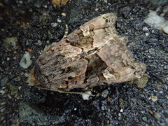 Euplexia koreaeplexia