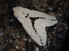 Spilarctia seriatopunctata