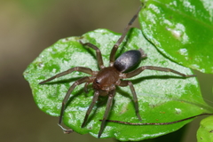 Hypodrassodes maoricus