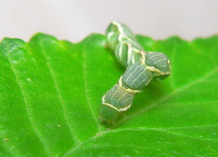 Chlorerythra rubriplaga