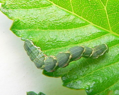 Chlorerythra rubriplaga