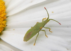Brotheolus viridis