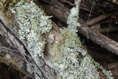 Usnea dasaea