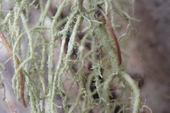 Usnea dasaea