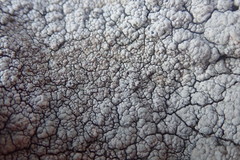 Pertusaria allanii
