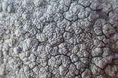 Pertusaria allanii