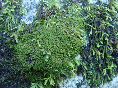 Marsupella emarginata