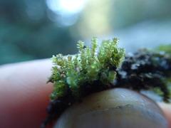 Marsupella emarginata