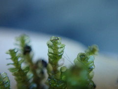 Marsupella emarginata