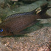 Tropheus - Photo (c) Ad Konings, μερικά δικαιώματα διατηρούνται (CC BY-NC), uploaded by Ad Konings