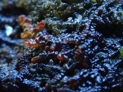 Frullania californica