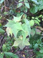 Ripariosida hermaphrodita