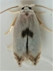 Opostegidae