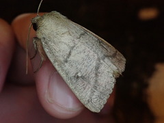 Mythimna matsumuriana