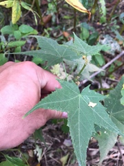 Ripariosida hermaphrodita