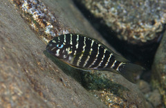Tropheus annectens