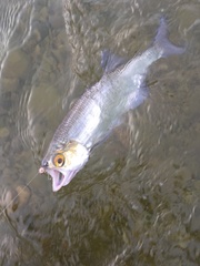 Hiodon alosoides