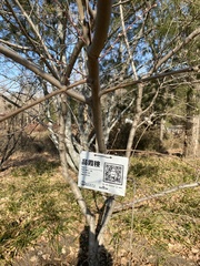 Amygdalus