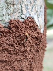Macrotermes barneyi