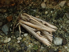 Actinotia intermediata