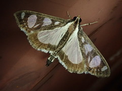 Glyphodes quadrimaculalis