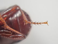 Pterostichus marinensis