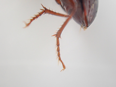 Pterostichus marinensis