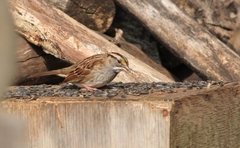 Zonotrichia albicollis image