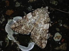 Catocala duplicata